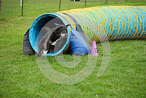 Black Dog Exits Tunnel