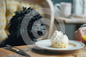 Black dog eyeing cream cake on a plate