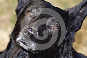 Black Dog Face