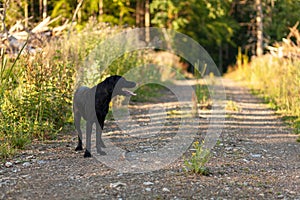 Black dog in the forest on a sunny day. Shallow depth of field