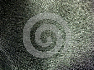 Black dog fur