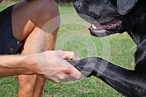 Black dog give paw boy