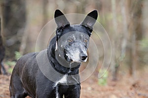 Black dog with gray muzzle and erect ears, shepherd cattledog mixed breed