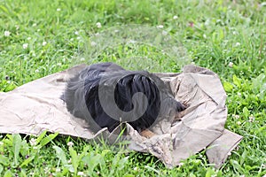 Black dog on green grass in country yard