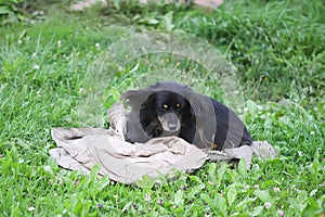 Black dog on green grass in country yard