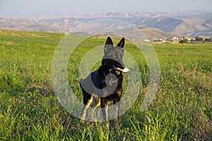 black dog in the green grass field