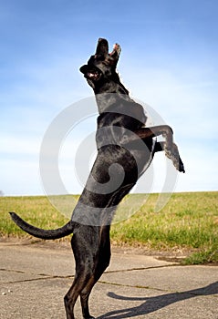 Black dog on hind legs