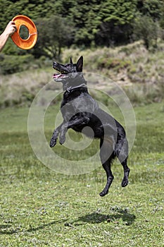 Black dog jumping to catch toy