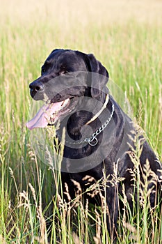 Black dog labrador