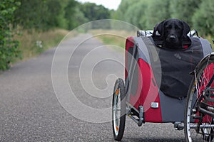 Black dog labrador biking in a doggy ride on a quiete day