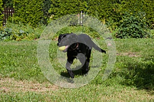 Black Dog Labrador hybrid and retriever plays tennis ball