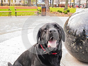 Black dog labrador with open mouth