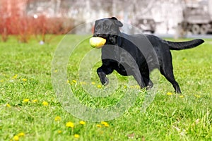 black dog Labrador Retriever plays with a ball, caught and carries it in his teeth