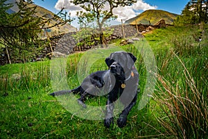 Black dog Labrador Retriever is resting on the green grass in a beautiful valley in Lake District mountains, the day is sunny with