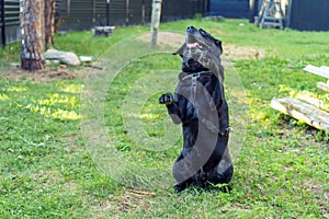 Black dog Labrador Retriever stand stands on its hind legs and serves with his tongue out on green grass