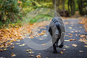 Black dog Labrador Retriever walking in the forest during autumn, dog has green collar, orange leaves are around on the path