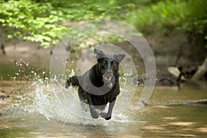 Black Dog (Labrador) running through Water