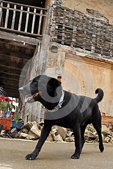 Black Dog Labrardor Walk Old Town