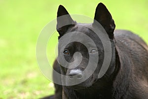 A black dog lay on the grassland