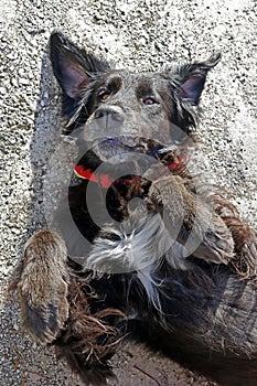 Negro el perro mintiendo sobre el 