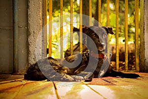 a black dog laying in outdoor