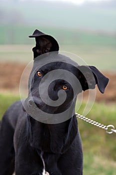 Black Dog on a lead