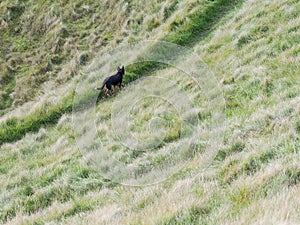 A Black Dog Leading the Way on a path