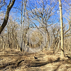 Black dog leads a path through Winter Forest in Chicago, Illinois