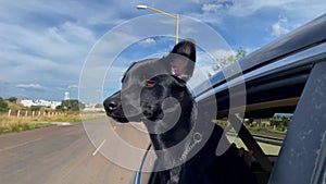 Black dog leaning out the car window