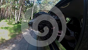 A black dog leans out of the window of a car driving through the forest and looks around. Close up. View outside the car