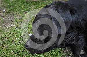 The black dog lies on the green grass