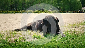 The black dog lies on the ground under the scorching summer sun. The dog rests