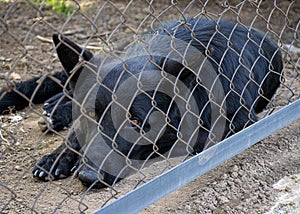 The black dog lives in the kennel. Very sad look of a dog. The dog behind the fence is lonely and homeless. Abandoned animal.