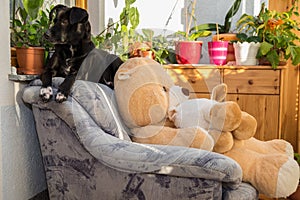 Black dog on living room chair