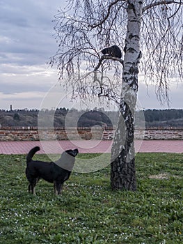 Black dog is looking a cat sitting up a tree