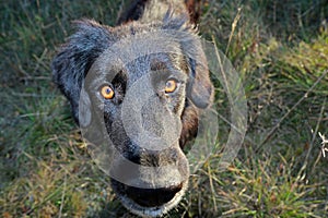 Negro el perro mira a lente 