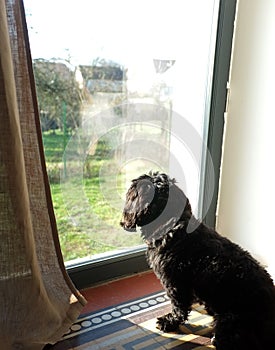 Black dog looking out window