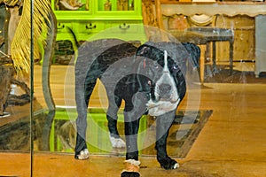 Black Dog Looking Through Window Glasses