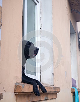 black dog looks out the window. The dog watches those around him. Pet in the window. The animal is alone at home