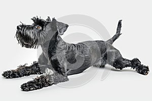 A black dog lying down on a white surface