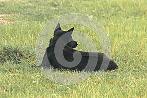 Black dog lying on the grass