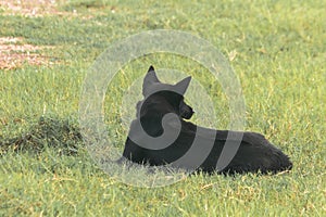 Black dog lying on the grass
