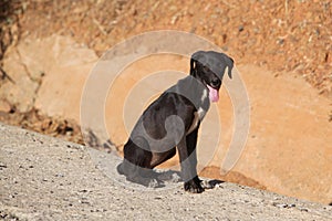 black dog lying on the ground in a maroccan road looking towards the camera.