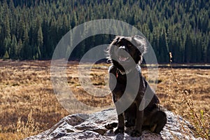 Black Dog in a Meadow