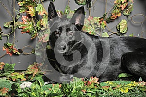 Black dog mestizo on a background of green