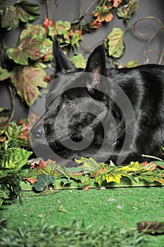 Black dog mestizo on a background of green