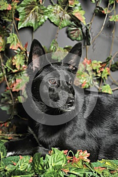 Black dog mestizo on a background of green