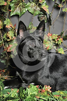 Black dog mestizo on a background of green