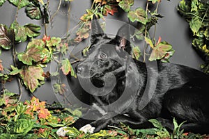 Black dog mestizo on a background of green