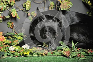 Black dog mestizo on a background of green